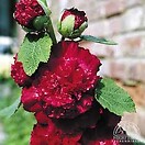 Alcea rosea chaters double hybrids- scarlet 