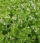 Chervil 