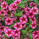 Calibrachoa Can Can Rose Star 