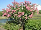 Lagerstroemia indica `hopi` 