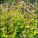 Marjoram Golden 