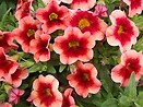 Calibrachoa Superbells Coralberry Punch 