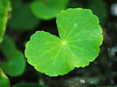 Gotu Kola 