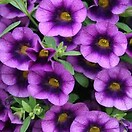 Calibrachoa Superbells Grape Punch 