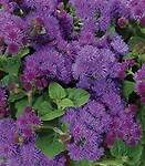 Ageratum Artist Blue Violet 