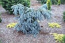 Picea pun the blues 