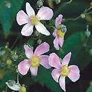 Anemone tomentosa robustissima 