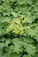 Alchemilla mollis thriller 