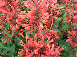 Agastache Acapulo Orange