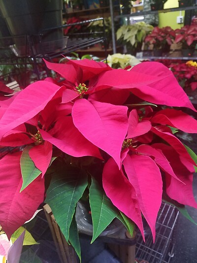 Poinsettias $4.99 &amp; up