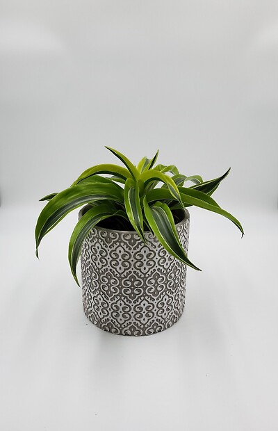 Dracena Lemon Lime