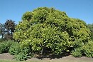 Betula nigra `fox valley` 