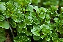 Mint Curly leaf 