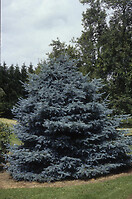 Picea pun glauca fat albert 