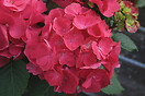 Hydrangea mac. `cityline paris` 