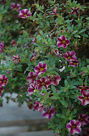 Calibrachoa Can Can Purple Star 