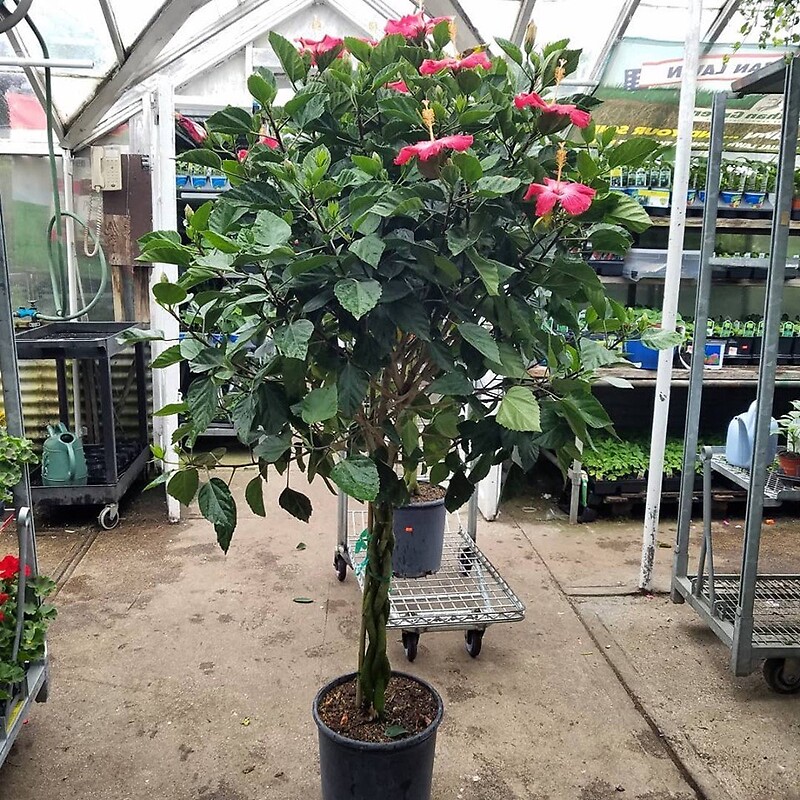 115 arranged by a florist in Wantagh, NY USA Abby's Parkside Nursery