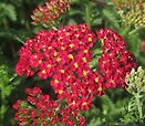 Achillea millefolium 'Paprika' 