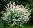 Salix integra `hakaro nishiki` 