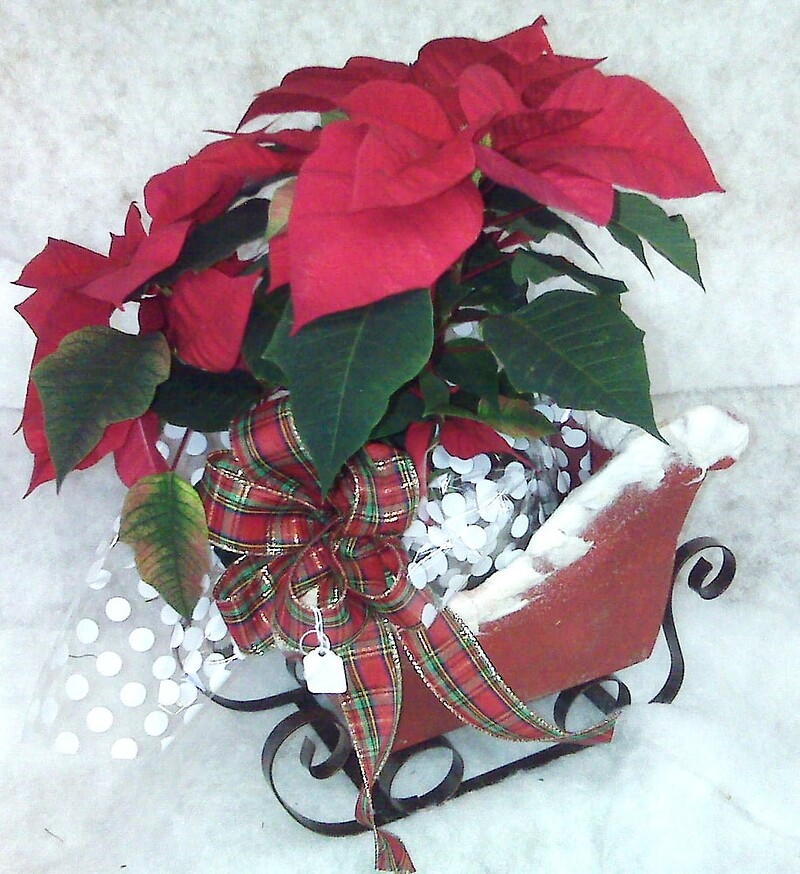 9 arranged by a florist in Wantagh, NY USA Abby's Parkside Nursery