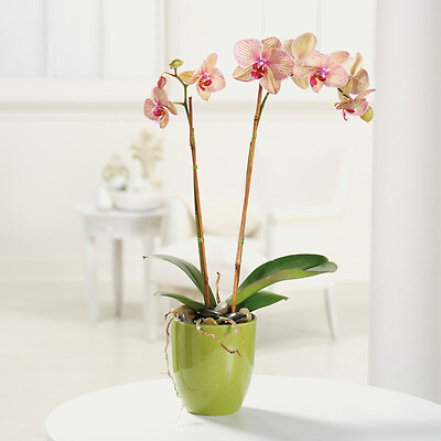 Phalaenopsis orchid