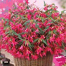 Begonia Cracklin' Fire Pink 