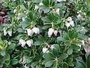 Arctostaphylos uva-ursi massachusetts 