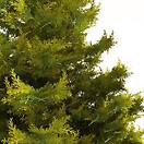 Juniperus c hetzii glauca 