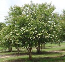 Lagerstroemia indica `natchez` 