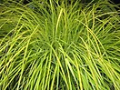 Carex elata aurea 