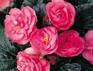 Begonia Go Go Rose 