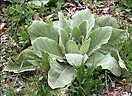 Lambs Ear 