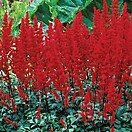 Astilbe fanal 