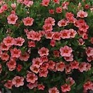 Calibrachoa Callie Coral Pink 