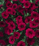 Calibrachoa Superbells Cherry Red 