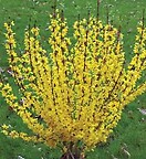 Forsythia x `show off starlet` 