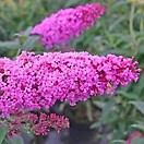 Buddleja dav pink delight 