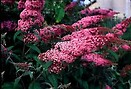 Buddleja pink delight 