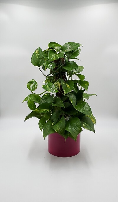 Pothos on a totem