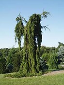 Picea abies pendula 