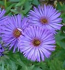 Aster novae-angliae 