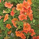 Calibrachoa Callie Coral Orange Sunrise 