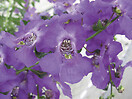 Angelonia Carita Purple 