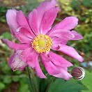 Anemone hupehensis prince heinrich 