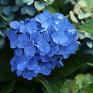 Hydrangea macr the original 