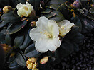 Rhododendron `lemon dream` 