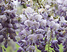 Wisteria fru amethyst falls 