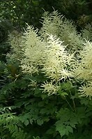 Aruncus dioicus 