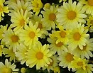 Aryranthemum Flutterby Yellow 