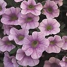 Calibrachoa Pink Light 